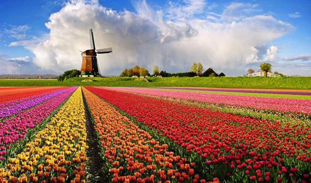 couleurs d'un champs de tulipes